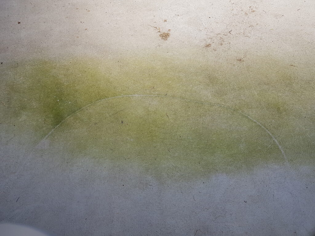 Mould on cement
