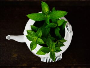 Peppermint Essential Oil for Men. peppermint in food. peppermint and tea pot