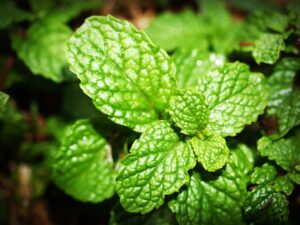 Peppermint Essential Oil for Men. chemical free living. peppermint leaves
