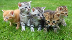 Essential Oils and Pet Safety - cats