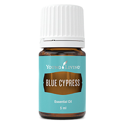 YL Blue Cypress Essential Oils